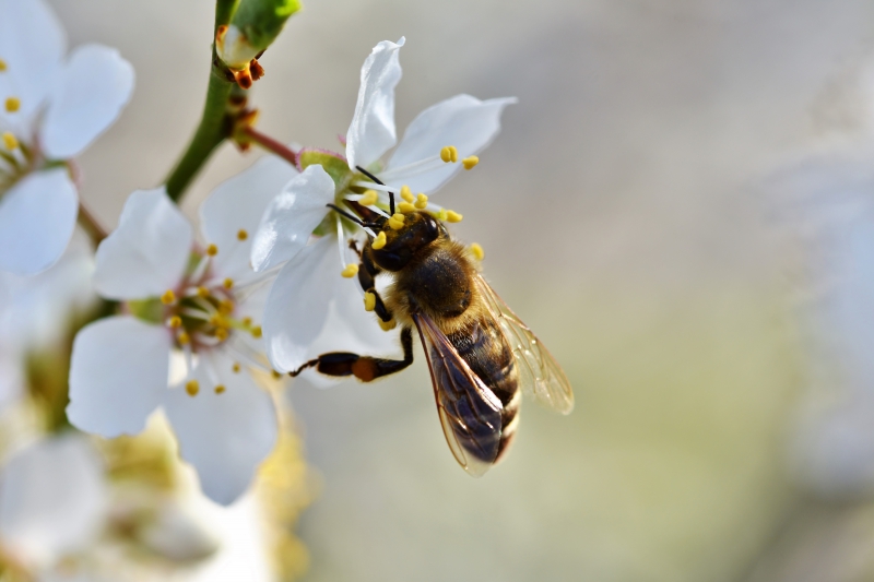 jardinerie-TOURRETTE LEVENS-min_bee-4092986